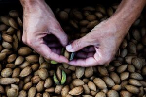 pair-of-hands-removing-the-green-hull-of-almonds-above-a-big-pile-of-almonds-m.jpg