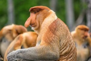 proboscis-monkey-m.jpg