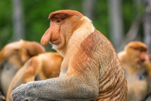 Il Fascino del Naso delle Scimmie Nasute: Un Ruolo Cruciale nel Corteggiamento