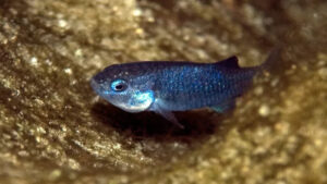 pupfish-1.jpg