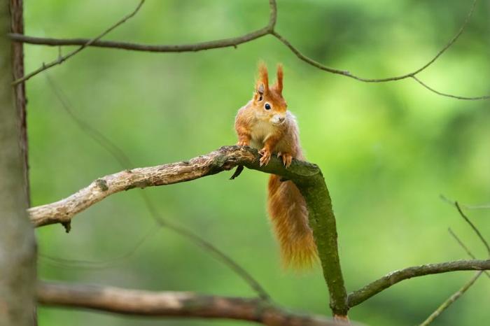 red-squirrel-m-1.jpg