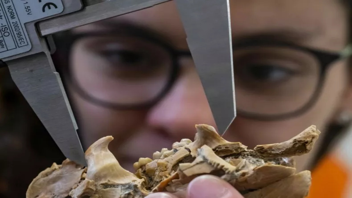 Il ritrovamento di un fossile raro risolve un mistero evolutivo