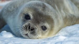 seal-pup-m.jpg