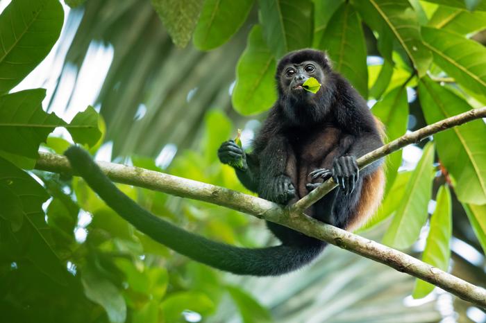 Un mantled howler monkey (Alouatta palliata), o scimmia urlatrice dal mantello dorato, è una specie di scimmia urlatrice, un tipo di scimmia del Nuovo Mondo, proveniente dal Centro