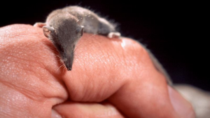 smallest-mammal-in-the-world-m.png