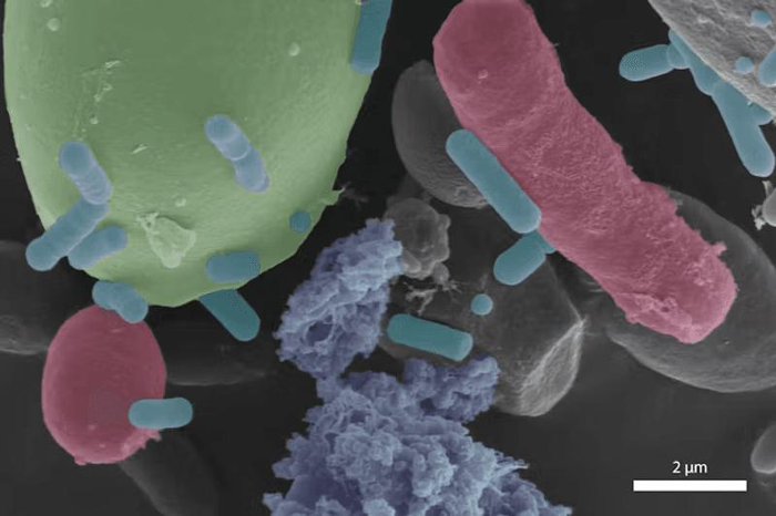 sourdough-microbes-m.png