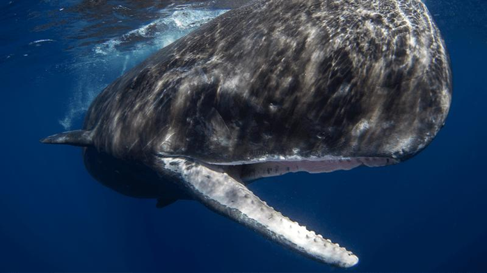 sperm-whale-m-1.png