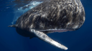 sperm-whale-m.png