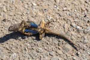 western-fence-lizard-playing-dead-m.jpg