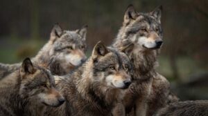 wolf-pack-m.jpg