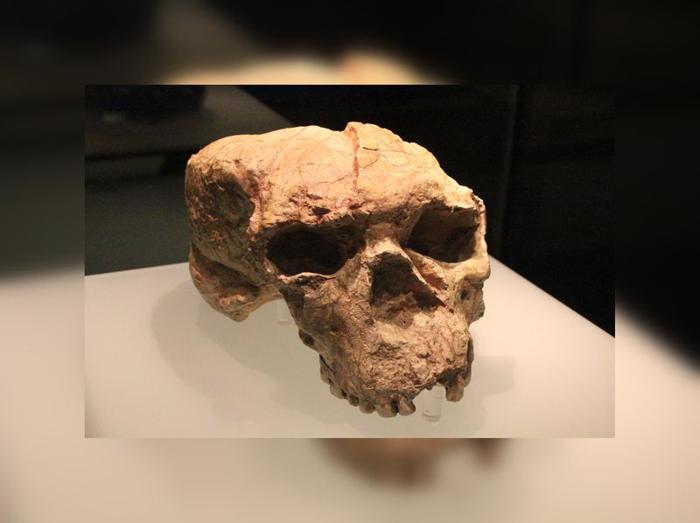 Il mistero degli antichi teschi di Yunyang: collegamenti tra Homo sapiens, Homo longi e l’uomo drago