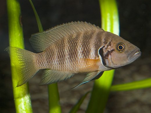 I pesci Neolamprologus savoryi usano punizioni fisiche per incentivare la cooperazione nel gruppo