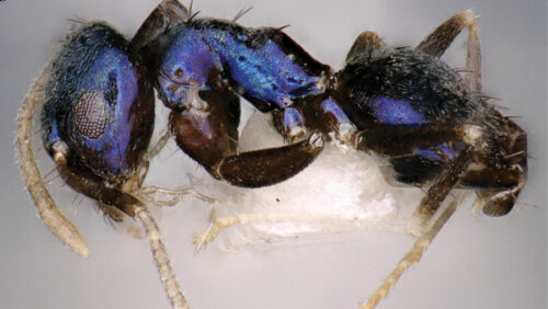 Una specie di formica blu è stata scoperta in una remota valle dell’India