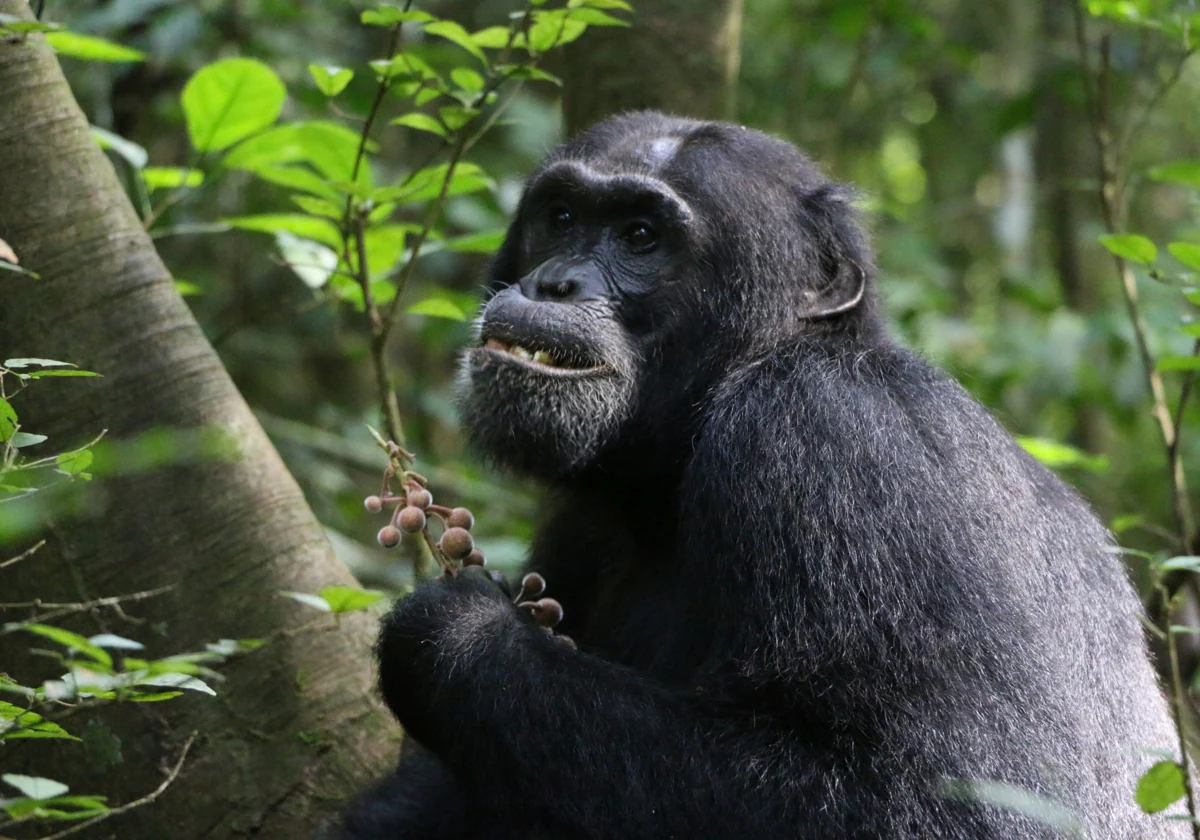 Gli scimpanzé malati assumono antibiotici che raccolgono tra le piante. La scoperta