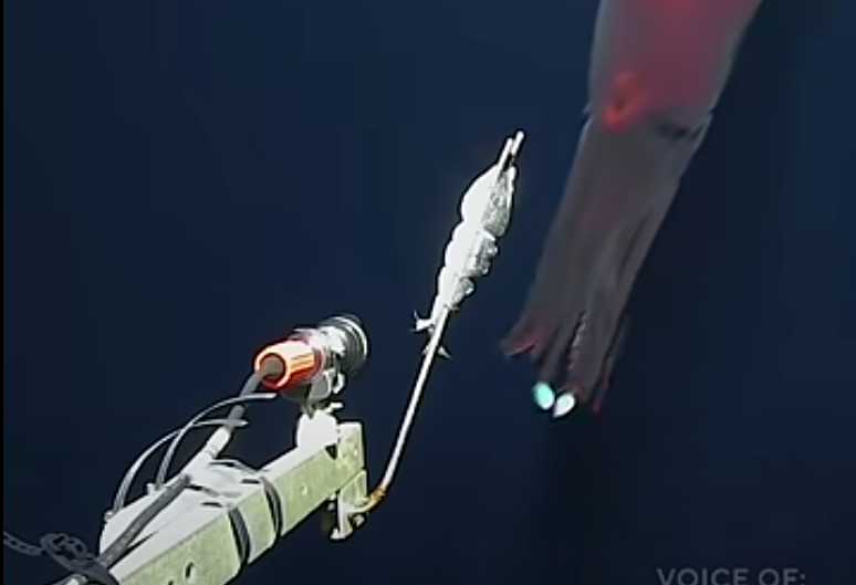 Un calamaro bioluminescente mostra tentacoli ‘luminosi’ in un raro video
