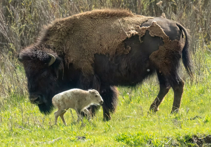 Leggenda che diventa realtà: avvistato un esemplare eccezionale di bisonte bianco