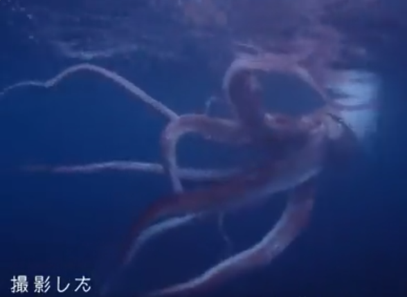 Un gigantesco calamaro è stato avvistato al largo delle coste giapponesi