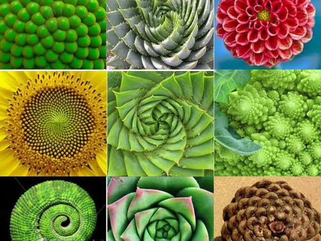 La Sequenza di Fibonacci: cos’è e come funziona