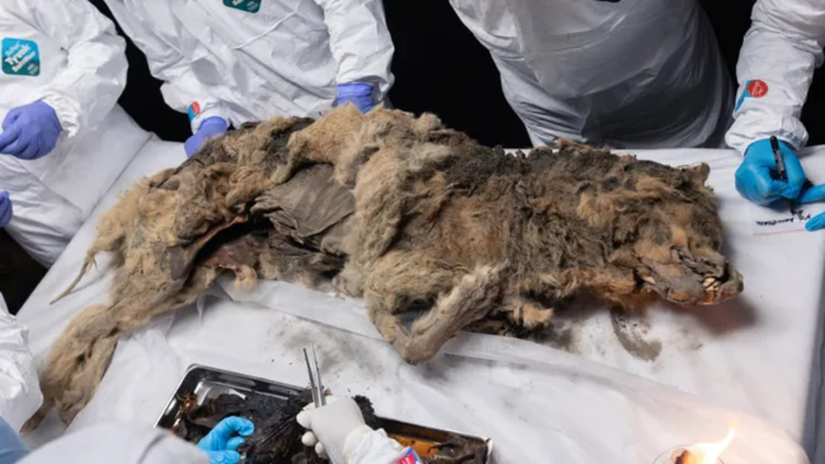Il lupo di 44.000 anni trovato nel permafrost potrebbe ospitare antichi virus