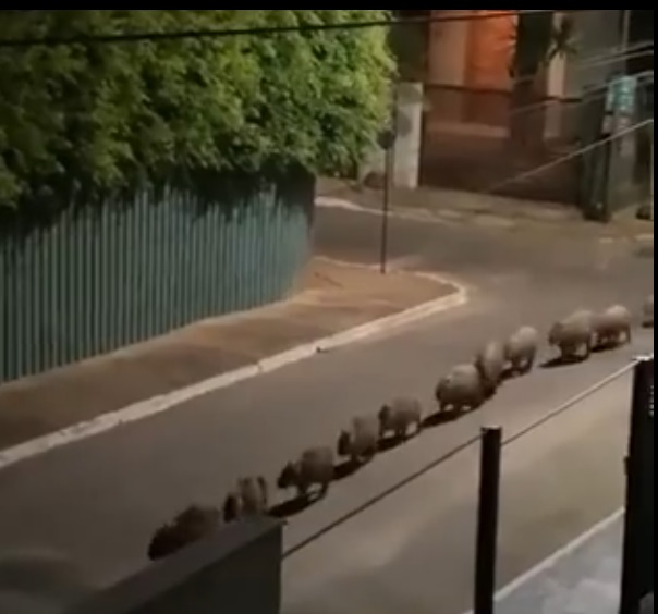 Una strana processione dei capibara per le strade di Brasilia. Il video