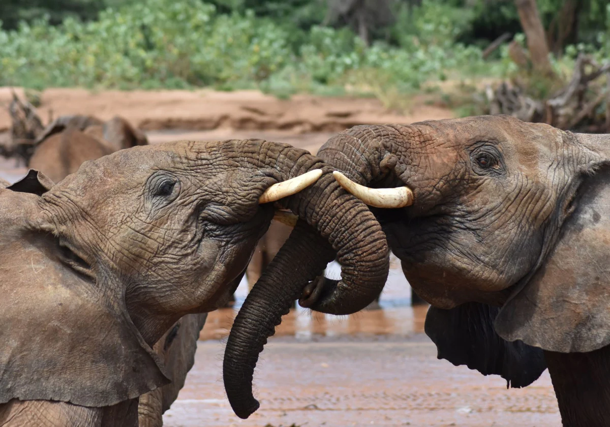 Gli elefanti si chiamano con il loro “nome”