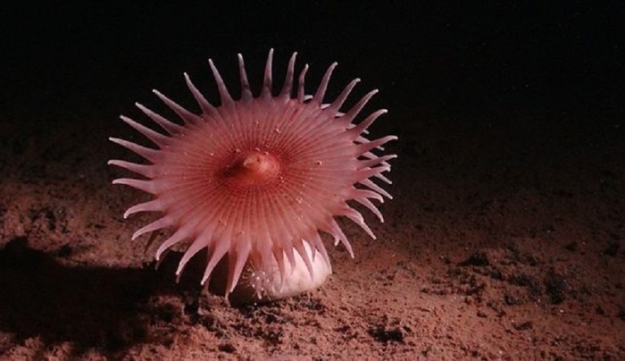 Sembrano extraterrestri le nuove specie trovate nelle profondità oceaniche