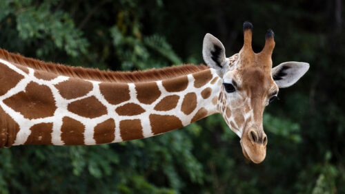Perché le giraffe hanno un collo così lungo? Un team di esperti spiega l’enigma