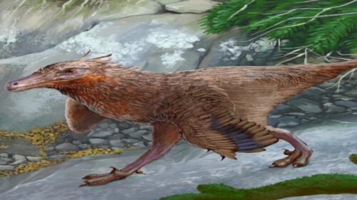 Scoperti fossili di una nuova specie di dinosauro simile ad un uccello
