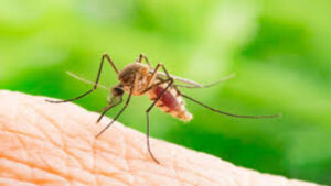 Perché le zanzare pungono solo alcune persone?