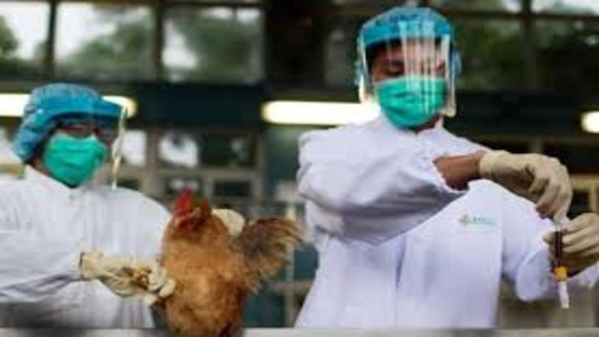 The world’s first affected person contaminated with avian flu has died » Science News