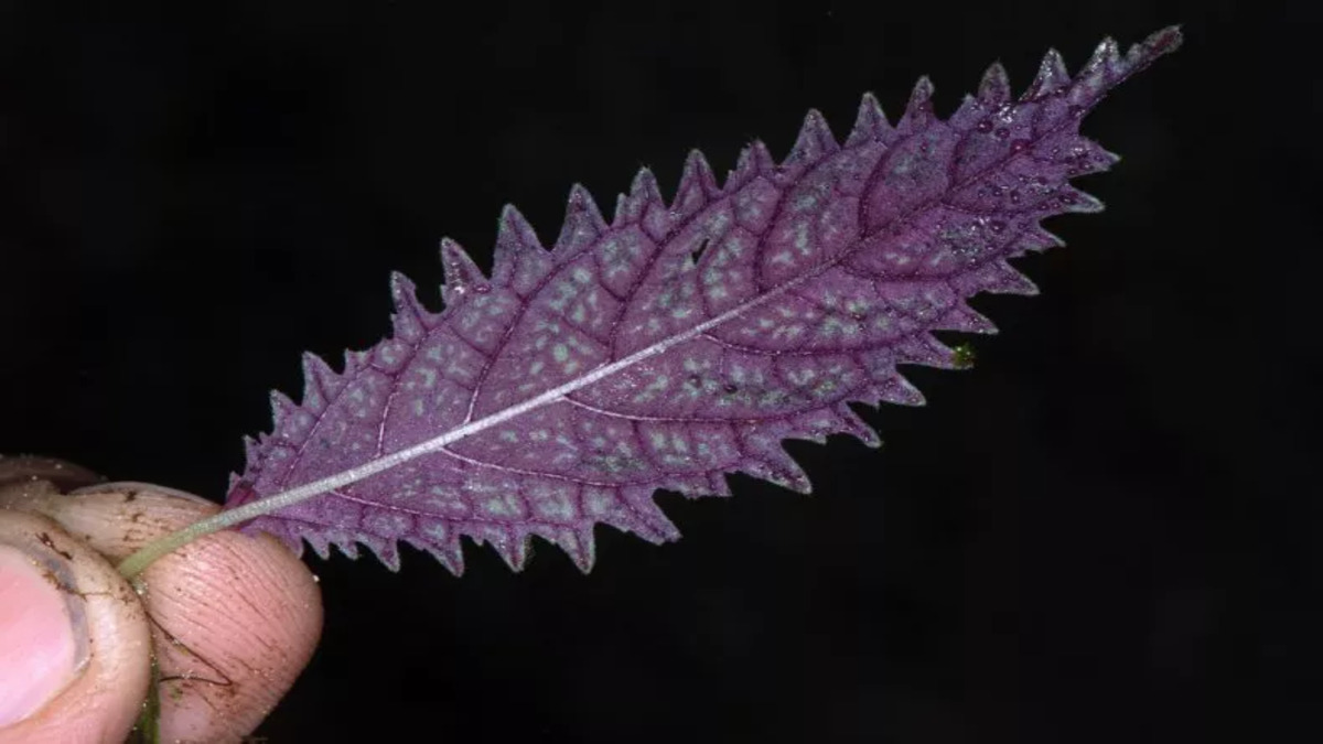 leaf-amalophyllon-miraculum-1-1.jpg