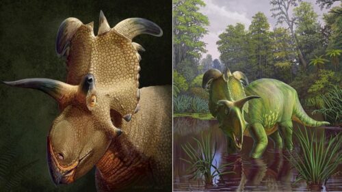Fossile di una nuova specie di dinosauro con bizzarre corna scoperto in America