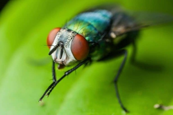Perché le mosche si strofinano spesso le zampe?