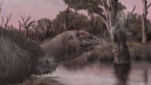 Un teschio di un’oca preistorica gigante trovato in Australia