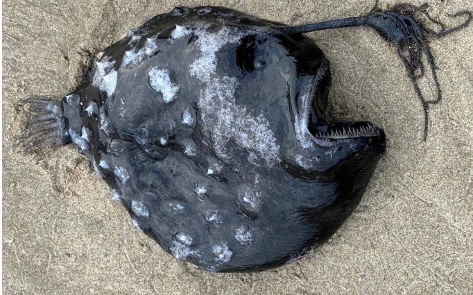 Un rarissimo pesce abissale scoperto su una spiaggia degli Stati Uniti