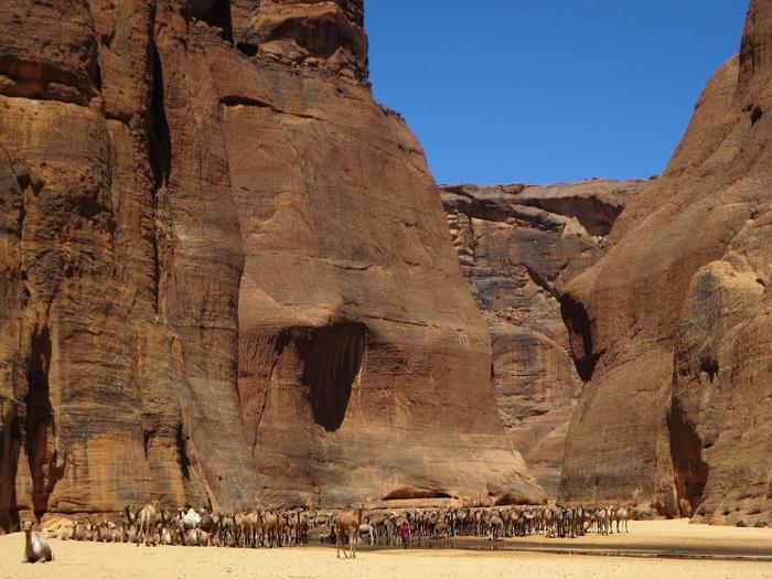 la Guelta d'Archei piena di cammelli con il cielo blu sopra nel deserto del Sahara Ciad.