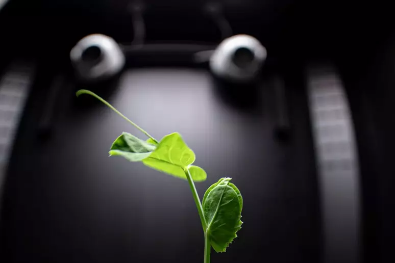 Anche le piante compiono movimenti deliberati VIDEO