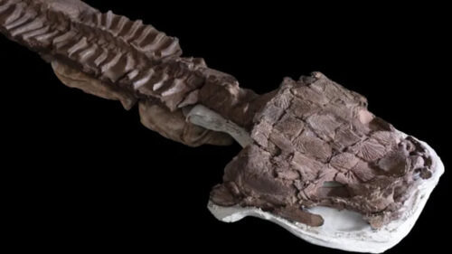 Trovati resti fossili di predatore gigante vissuto milioni di anni prima dei dinosauri