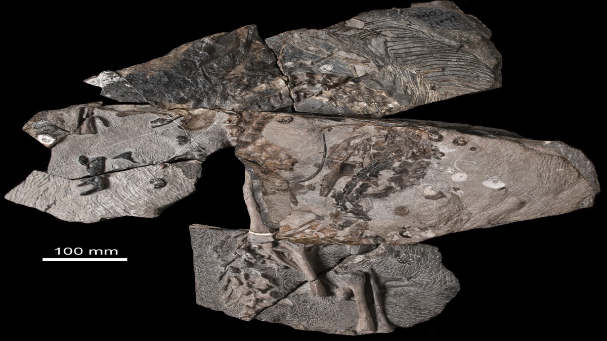 Un fossile appena scoperto riscrive la storia del Triassico