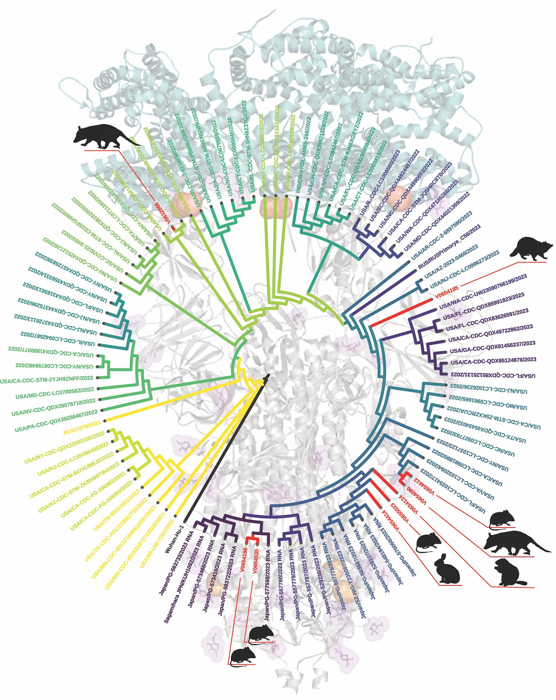 diagramma dell'albero evolutivo che mostra le connessioni tra il ceppo originale di Wuhan del virus SARS-CoV-2 e le sequenze virali isolate dagli esseri umani dall'inizio della pandemia. In rosso sono evidenziate 9 diverse isolate di virus animale, con gli animali stessi rappresentati come sagome nere - un opossum, un procione, un topo cervo, una marmotta e un coniglio orientale.