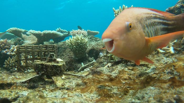 UN PESCE PAPPAGALLO NUOTA VERSO LA TELECAMERA, MENTRE SULLO SFONDO C'È UN DISPOSITIVO DI SEMINA DI CORALLI COPERTO DA UNO STRATO DI ALGHE.