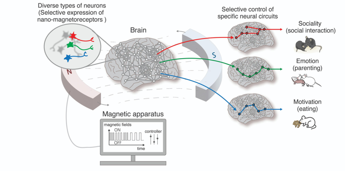 diagramma della tecnologia nano-MIND; un cervello è rappresentato circondato da un campo magnetico creato da due magneti collegati a un controller basato su computer; linee verdi, rosse e blu mostrano come diversi circuiti neurali sono influenzati e gli impatti comportamentali sui topi (aumento della socialità, emozione e motivazione)