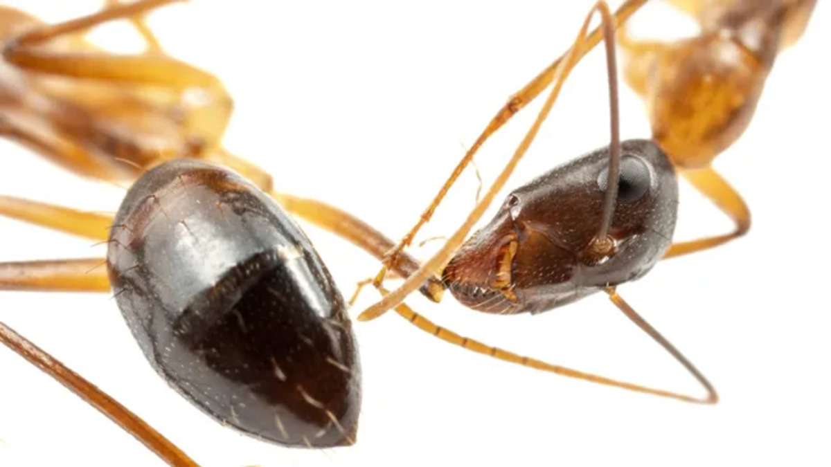Le formiche sono in grado di eseguire operazioni salvavita: dopo l’uomo sono le uniche a farlo