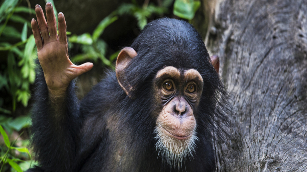 YoungChimpanzeeWithRaisedHandWaving-1-1.jpg