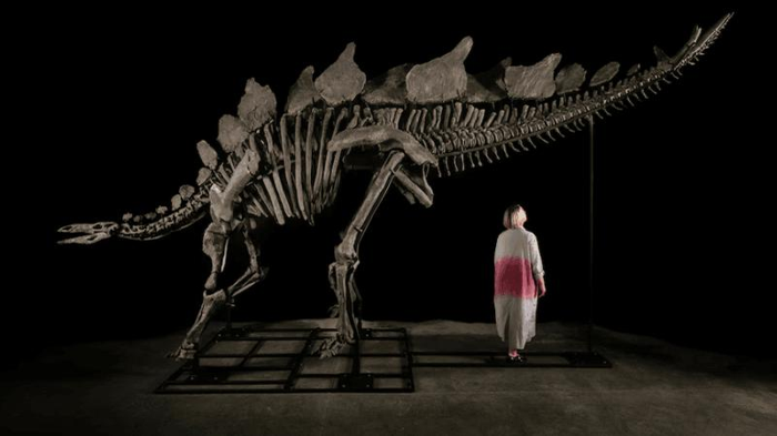 Apex: Il Fossile di Stegosaurus Record Venduto all’Asta