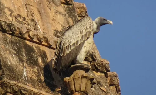 L’estinzione degli avvoltoi potrebbe aver provocato oltre mezzo milione di decessi in India