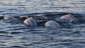 beluga-backs-m.png