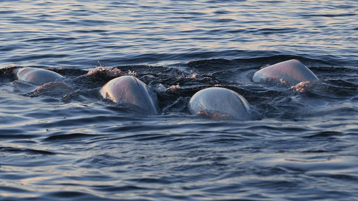 La Migrazione delle Balene Beluga nella Baia di Hudson