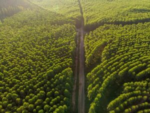 birds-eye-photo-of-a-eucalyptus-plantation-in-brazil-m.jpg