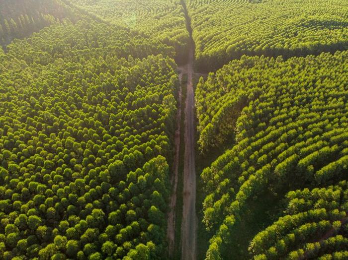 birds-eye-photo-of-a-eucalyptus-plantation-in-brazil-m.jpg